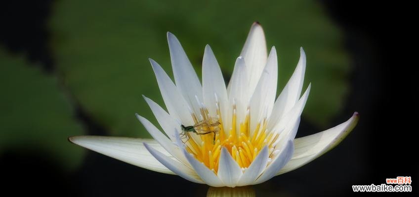 唤醒内心宁静的美丽神秘 睡莲的花语与象征意义