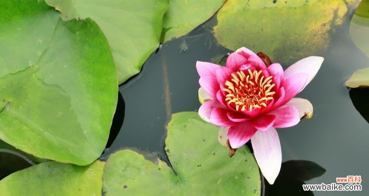 唤醒内心宁静的美丽神秘 睡莲的花语与象征意义