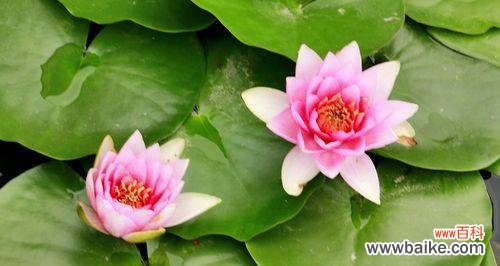 唤醒内心的力量——睡莲花语的启示 睡莲花语的意义与象征