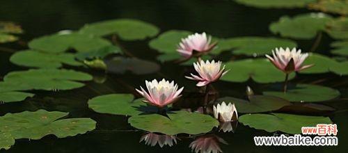 唤醒内心的力量——睡莲花语的启示 睡莲花语的意义与象征