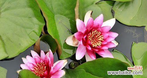 唤醒内心的力量——睡莲花语的启示 睡莲花语的意义与象征