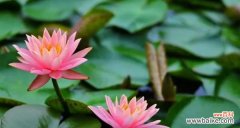 唤醒内心的纯真之美 睡莲的寓意及其象征意义