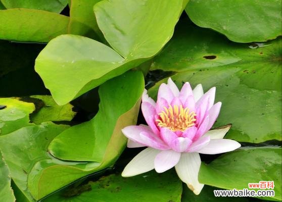 唤醒内心的纯真之美 睡莲的寓意及其象征意义