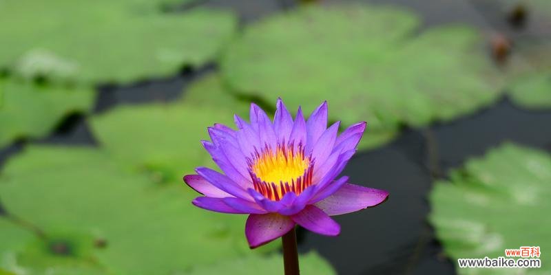 唤醒内心的纯真之美 睡莲的寓意及其象征意义