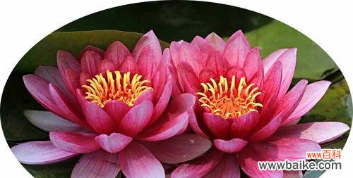揭示睡莲的寓意和风水象征 睡莲