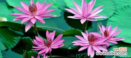 揭示睡莲的寓意和风水象征 睡莲