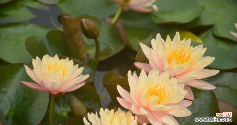 揭示睡莲的寓意和风水象征 睡莲