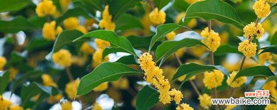 芳香四溢的四季美景，桂花带来无尽的祝福 四季桂花