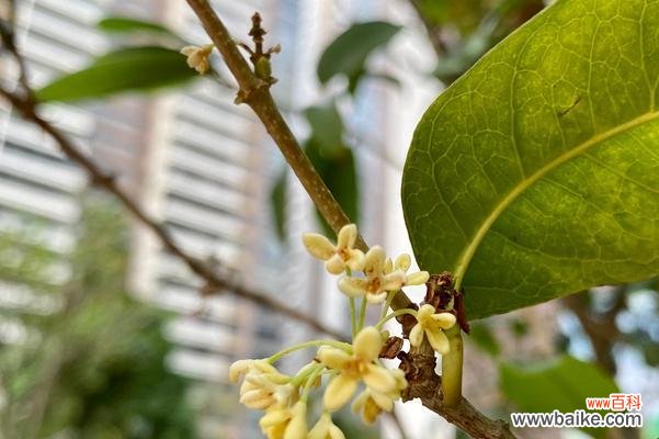 芳香四溢的四季美景，桂花带来无尽的祝福 四季桂花