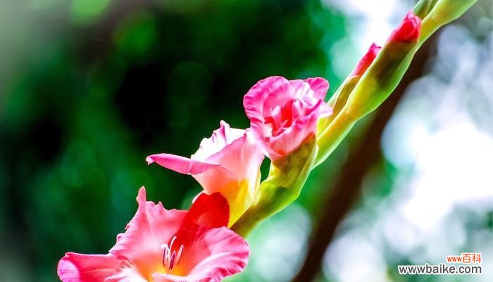 传承千年的文化符号，唐菖蒲的隐含之美 四大切花唐菖蒲的花语与寓意