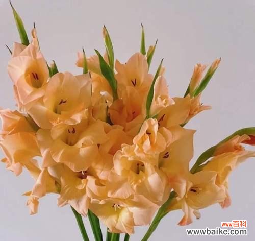 传承千年的文化符号，唐菖蒲的隐含之美 四大切花唐菖蒲的花语与寓意