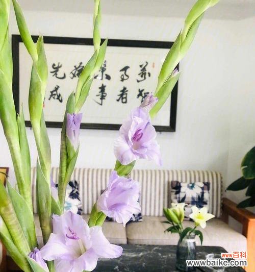 传承千年的文化符号，唐菖蒲的隐含之美 四大切花唐菖蒲的花语与寓意