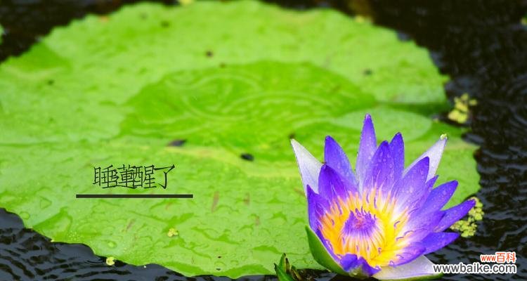 唤醒沉睡的花朵，诠释无言的情感 睡莲花语之美——探寻花朵背后的心灵密码