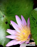 探寻睡莲的花语和精神内涵，传递宁静与希望的讯息 睡莲花语