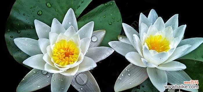 探寻睡莲的花语和精神内涵，传递宁静与希望的讯息 睡莲花语