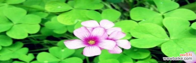 神奇的四叶草，幸运的象征 四叶草的象征意义与传说