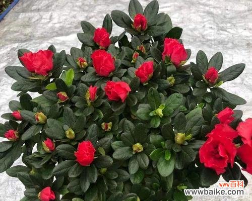 春之花海 四季花开,芬芳绽放