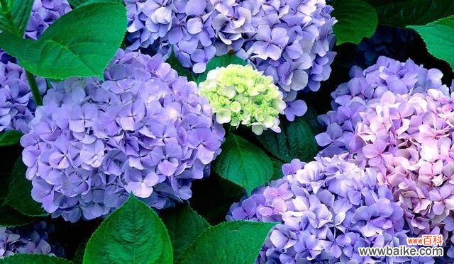 春之花海 四季花开,芬芳绽放