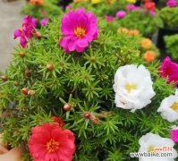 春之花海 四季花开，芬芳绽放