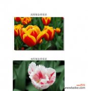 探索郁金香不同颜色的花语与寓意 郁金香花语与寓意