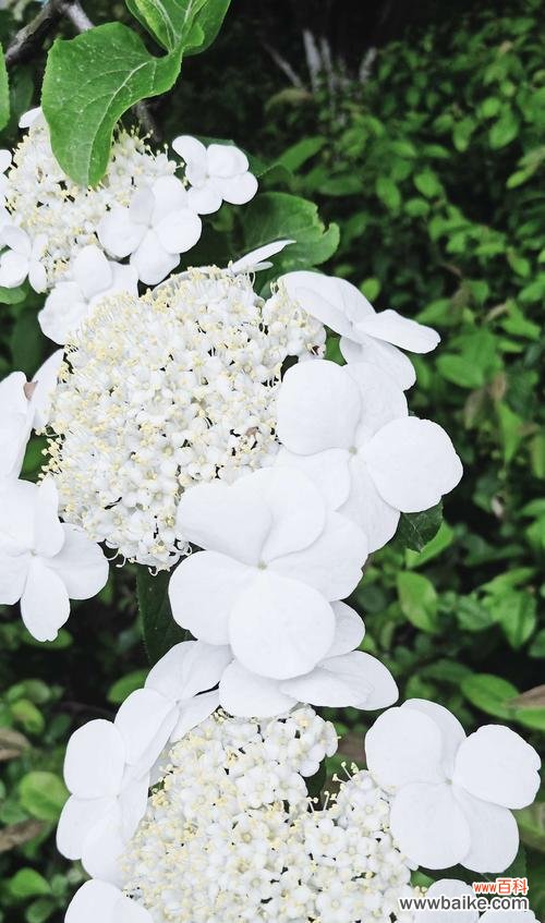 日落之城代表的花语是什么？