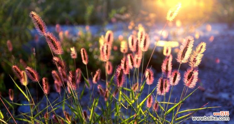 日落之城代表的花语是什么？