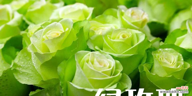 双色玫瑰花的花语代表了什么？