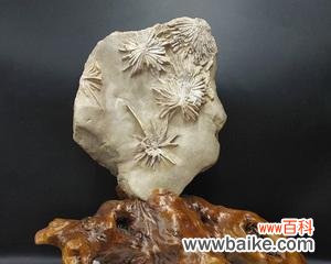 菊花石雕的花语有何深意?菊花石雕代表了什么?