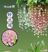 哪种花的花语代表了谦虚与沉稳？