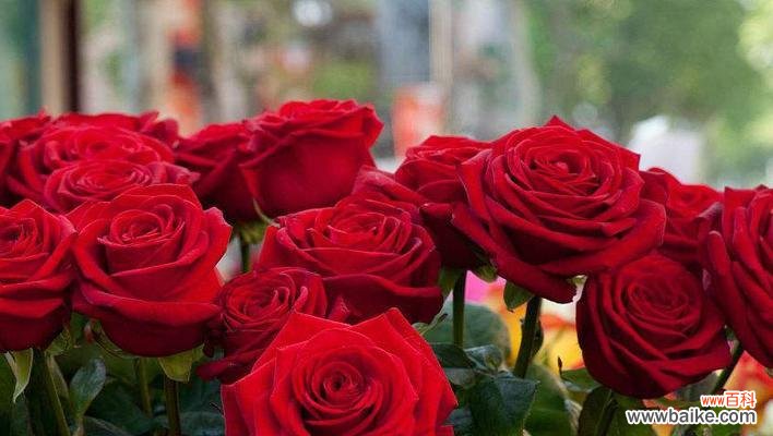 红玫瑰 红玫瑰的寓意及象征意义
