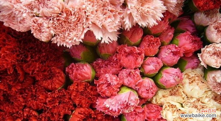 康乃馨花语的浪漫与感恩 康乃馨花语的深意