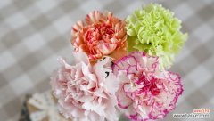 康乃馨花语的浪漫与感恩 康乃馨花语的深意