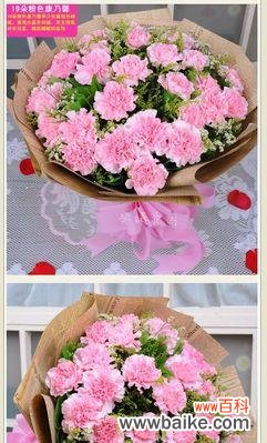 康乃馨花语的浪漫与感恩 康乃馨花语的深意