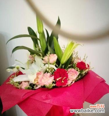 送康乃馨，传递爱与感激之情 康乃馨的含义——真爱永恒的象征