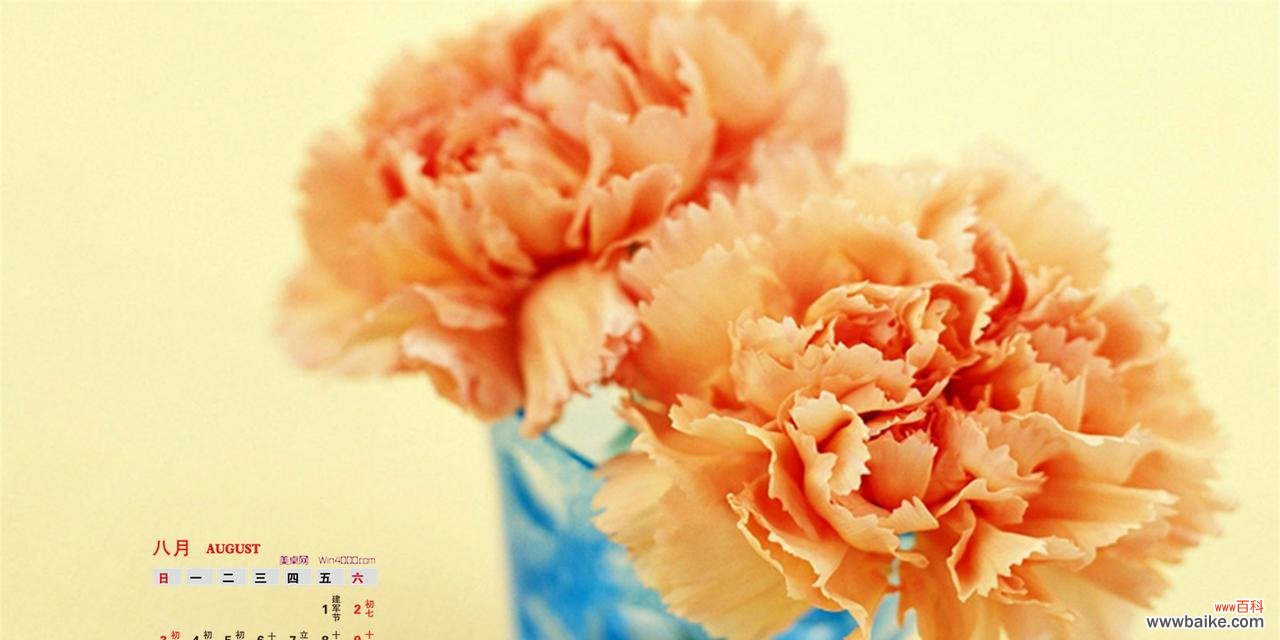 送康乃馨，传递爱与感激之情 康乃馨的含义——真爱永恒的象征