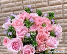 送康乃馨，传递爱与感激之情 康乃馨的含义——真爱永恒的象征