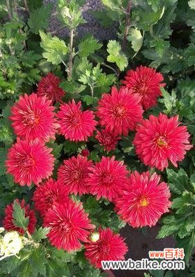 用菊花传达情感的艺术之美 菊花代表的寓意及象征意义