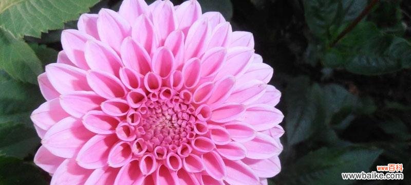 用菊花传达情感的艺术之美 菊花代表的寓意及象征意义