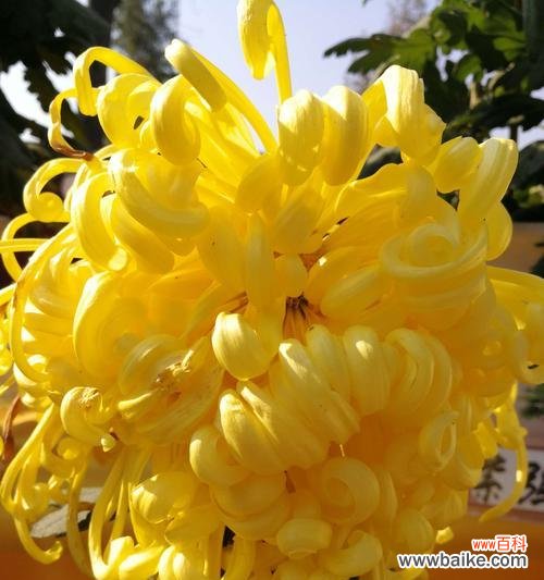 用菊花传达情感的艺术之美 菊花代表的寓意及象征意义