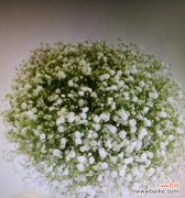 以送满天星表达的情感与祝福 满天星的象征意义与寓意