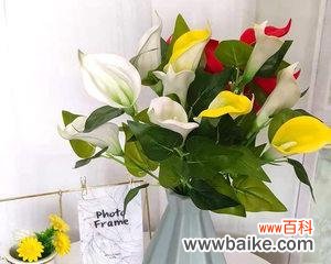 用花语传递真情——马蹄莲花的象征和文化背景 送马蹄莲花的寓意与意义