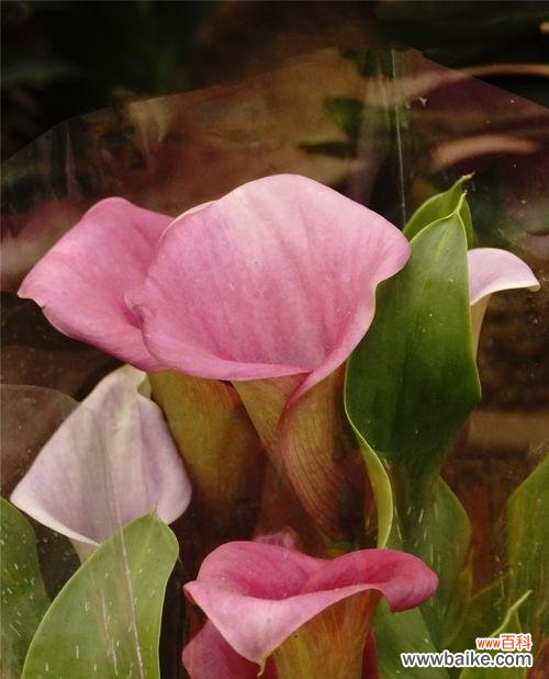 用花语传递真情——马蹄莲花的象征和文化背景 送马蹄莲花的寓意与意义