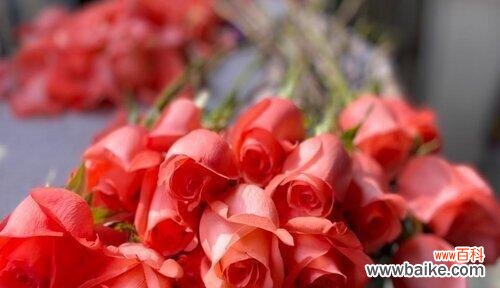 探寻玫瑰花朵数的神秘意义 玫瑰花的朵数代表的含义