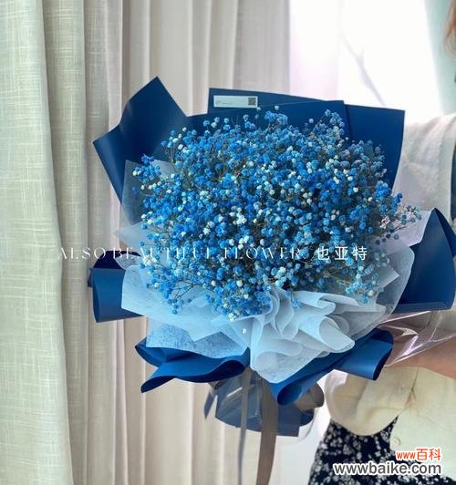 探索满天星的内涵与意义 满天星的寓意与象征