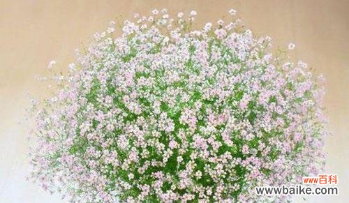 探索满天星的内涵与意义 满天星的寓意与象征