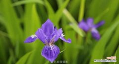 传递快乐与自由的蒲公英 蒲公英与鸢尾花