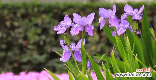 揭开鸢尾花的象征意义与美丽密码 鸢尾花之寓意