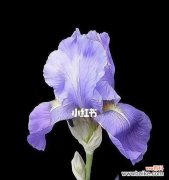 揭示鸢尾花背后所隐藏的秘密 鸢尾花花语