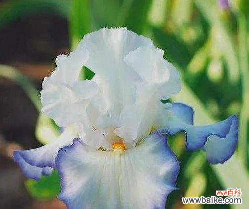 揭开鸢尾花花语的神秘面纱 鸢尾花的寓意与传说