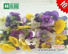 尾花鸢尾的美丽与深刻寓意 尾花鸢尾的花语及意义解析